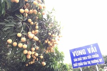 Vải thiều Thanh Hà: “Đi tây” còn lắm gian nan!