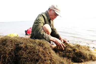 Ngư dân Quảng Nam được mùa rong câu