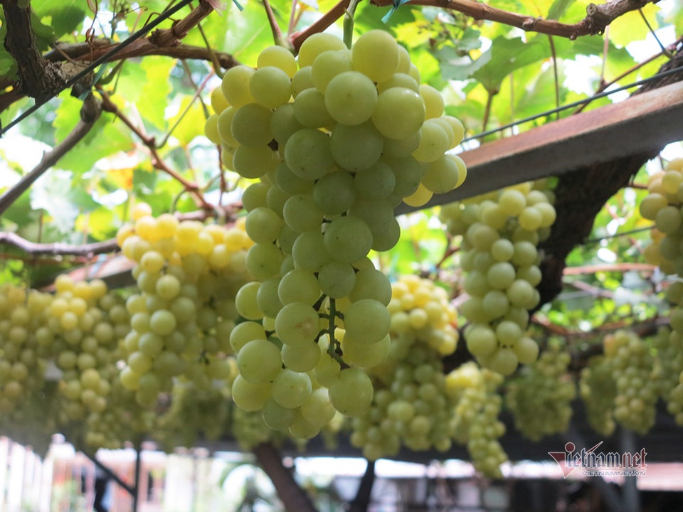 Từ gốc nho bạn tặng, nông dân Sài Gòn thu 500 triệu đồng/năm - 2