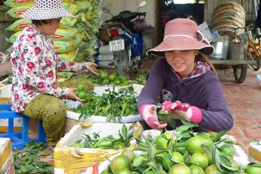 Nông dân trồng quýt đường lãi to nhờ... nắng, hạn