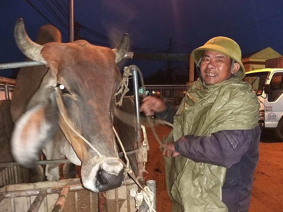 Nhộn nhịp phiên chợ trâu, bò lớn nhất miền Bắc - 6