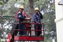 Chủ tịch TPHCM yêu cầu xác định trách nhiệm vụ nhánh cây đè chết 2 người