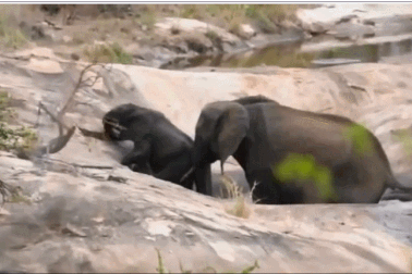 Khoảnh khắc voi mẹ giải cứu con thoát khỏi hố nước sâu