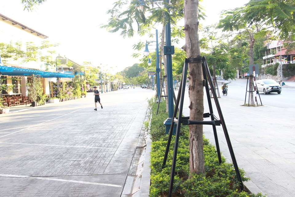 Ngắm hàng cây phượng vĩ gây ấn tượng với du khách ở Bãi Cháy -Hạ Long - 3