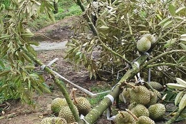 Mưa bão quật rụng cả trăm tấn sầu riêng của người dân