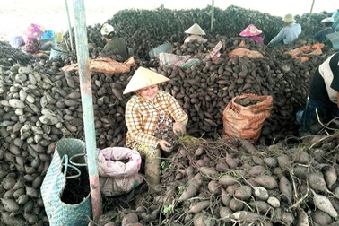 Vĩnh Long đảm bảo sinh kế, giúp người dân giảm nghèo bền vững