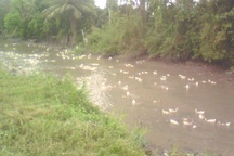 Chủ động phòng ngừa virus cúm gia cầm lây sang người