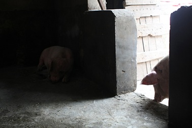 Nỗi buồn “tai xanh”