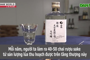 Ngạc nhiên ruộng lúa như ở làng quê trên nóc nhà cao tầng giữa  phố