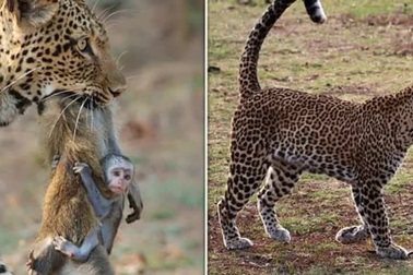 Khỉ con ôm chặt xác mẹ đang nằm trong miệng của báo hoa mai