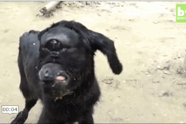 Dê con “một mắt” như quái vật trong phim kinh dị ở Ấn Độ