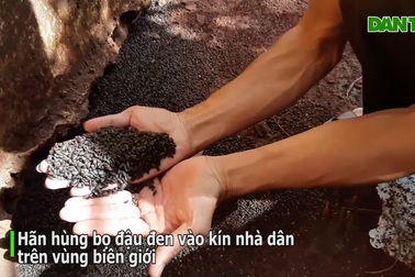 Hãi hùng cảnh bọ đậu đen "vây kín" nhà dân
