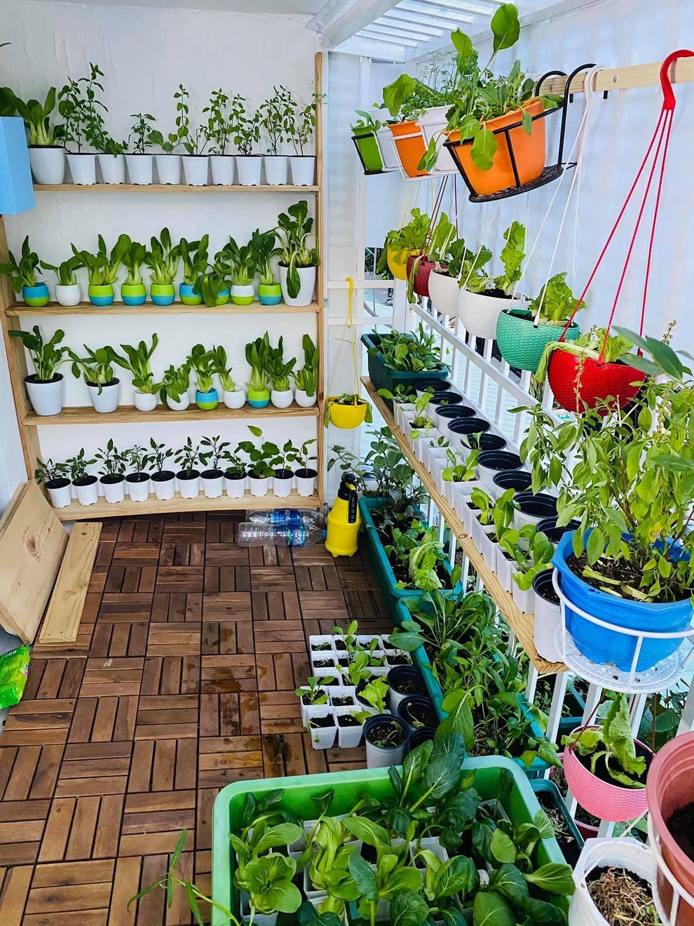 Vườn ban công 6m2 có hàng chục loại rau, cây ăn trái của cô gái Sài Gòn - 2 Vườn ban công 6m2 có hàng chục loại rau, cây ăn trái của cô gái Sài Gòn - 2