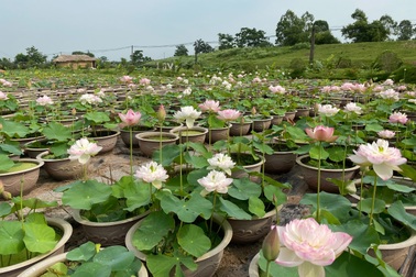 Choáng ngợp "đầm sen cạn" hơn 10.000 chậu của chàng trai quê lúa