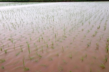 Mưa lớn, ngập trắng từ phố xá tới ruộng đồng