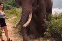 Nổi bật tuần qua: Cô gái trả giá đắt vì trêu chọc voi hoang dã