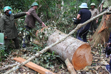 Cưa hạ cây rừng để hái lan ở Gia Lai, một đảng viên bị khai trừ