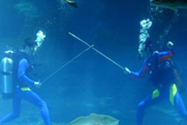 Thế vận hội trong... bể cá