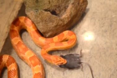 Top 5 video "nóng" nhất Dân trí tuần qua