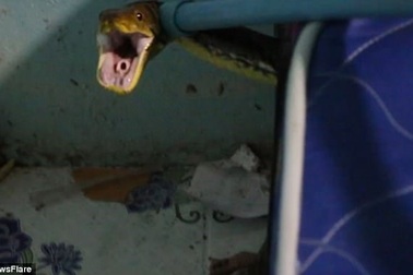 Con trăn hung dữ chui vào nhà cắn chết mèo, nấp dưới gầm giường