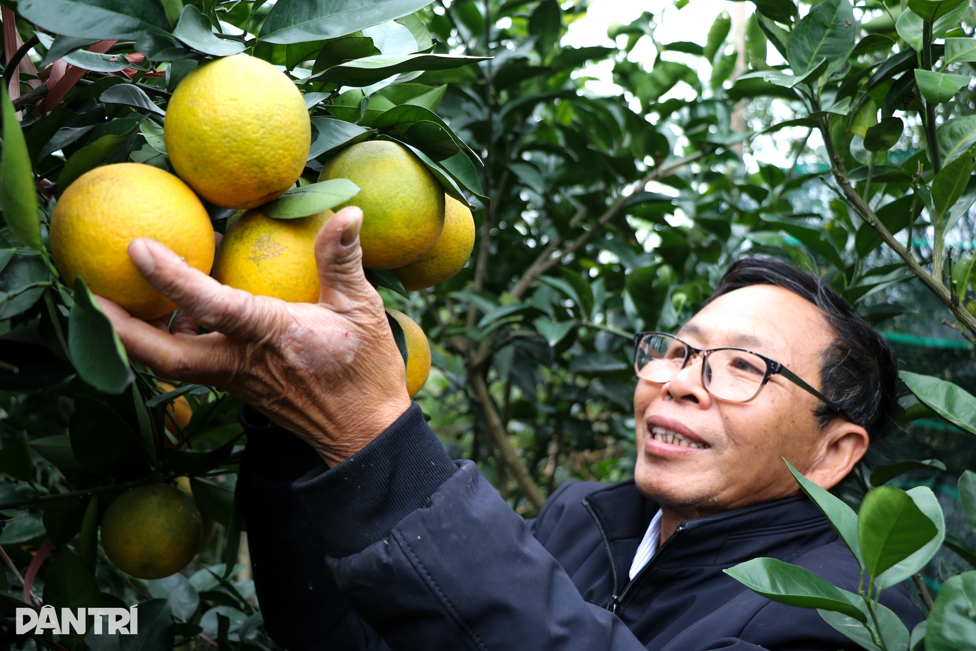 Làm giàu với loại đặc sản đi vào thơ ca, mỗi quả tương đương... một yến lúa - 4 Làm giàu với loại đặc sản đi vào thơ ca, mỗi quả tương đương... một yến lúa - 4