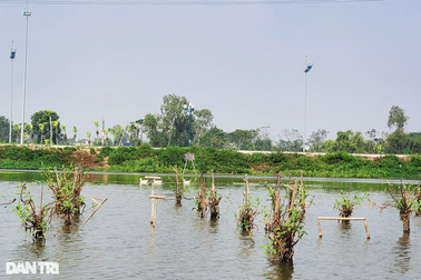 Giải cứu chim trời bị trói chân, đứng làm cò mồi giữa đồng
