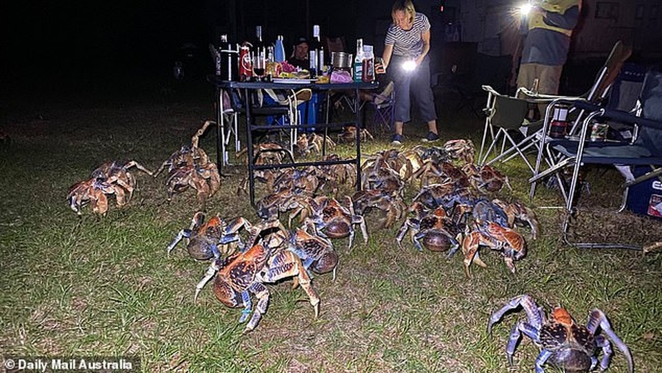 Đàn cua khổng lồ ồ ạt kéo tới phá hỏng bữa tiệc nướng ngoài trời - 1 Đàn cua khổng lồ ồ ạt kéo tới phá hỏng bữa tiệc nướng ngoài trời - 1