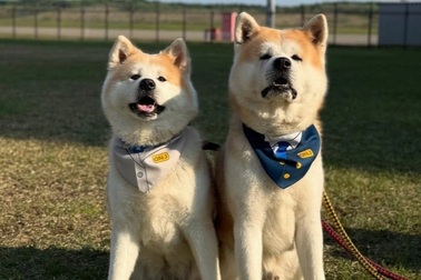 Tại sao sân bay bổ nhiệm hai chú chó làm giám đốc?