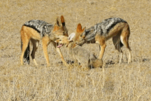 Cái kết bi thảm của cáo khi lọt vào vòng vây của chó rừng