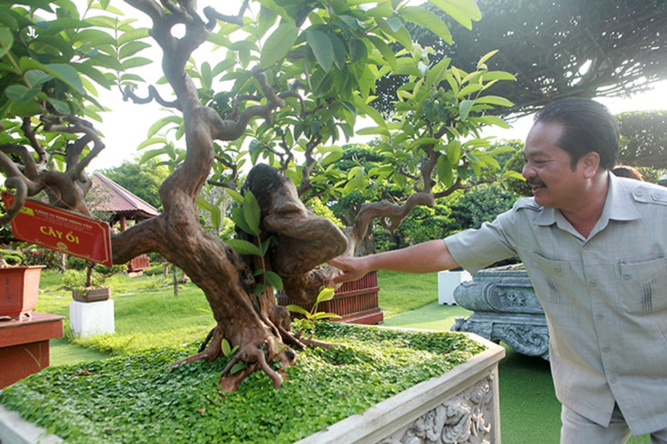 Siêu phẩm ổi có u cục kỳ quái, trả tiền tỷ vẫn không bán - 2 Siêu phẩm ổi có u cục kỳ quái, trả tiền tỷ vẫn không bán - 2