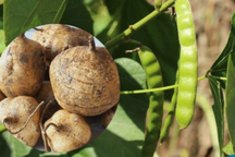 Ăn hạt cây củ đậu, 3 bố con cùng nhập viện cấp cứu