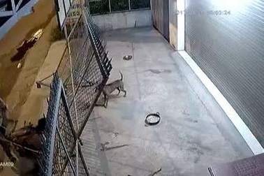 Những kẻ trộm chó dùng súng đe dọa chủ nhà khi bị phát hiện