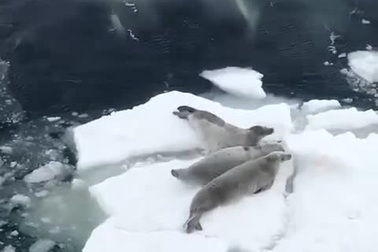 Cá voi sát thủ hợp sức húc vỡ tảng băng, đẩy hải cẩu xuống nước để ăn thịt