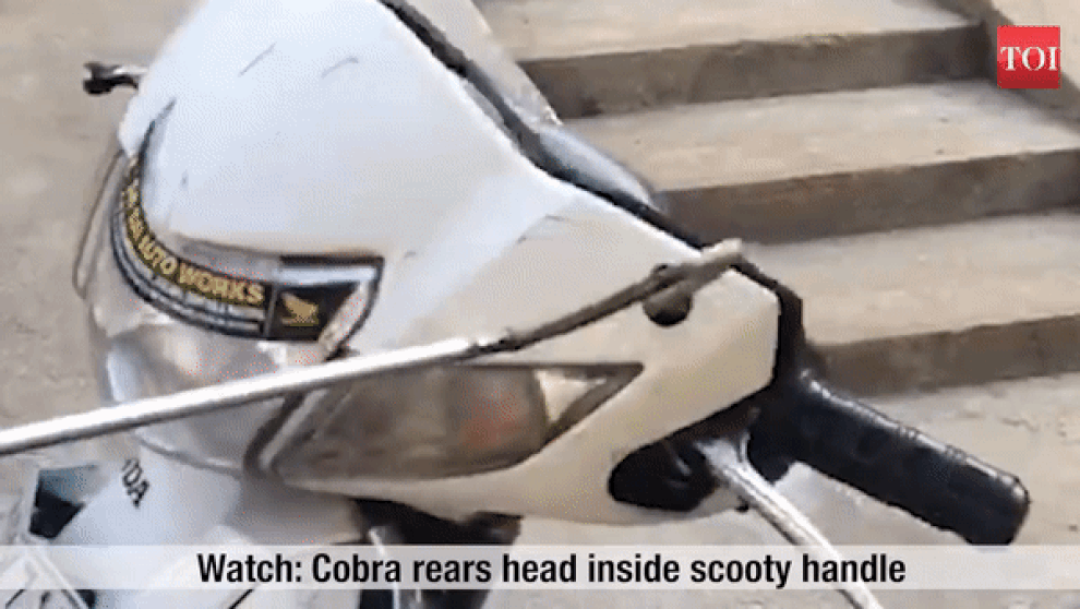 Rùng mình cảnh rắn hổ mang trồi ra từ đầu xe máy - 1 Rùng mình cảnh rắn hổ mang trồi ra từ đầu xe máy - 1