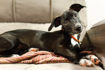 Tại sao chó lại nghiêng đầu sang một bên?