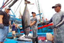 Người Hàn Quốc chi gần 6 triệu USD/tháng để ăn cá ngừ Việt Nam