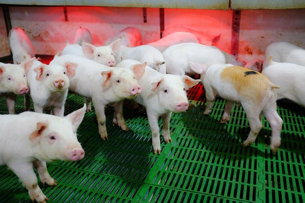 Doanh nghiệp chăn nuôi heo ngấm đòn lãi vay - 1 Doanh nghiệp chăn nuôi heo ngấm đòn lãi vay - 1