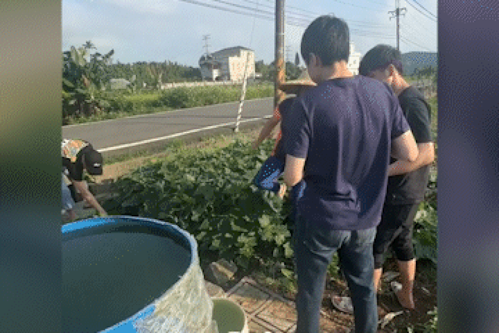 Nhóm lao động Việt xin rau của người phụ nữ Đài Loan, nhận phản ứng bất ngờ - 1
