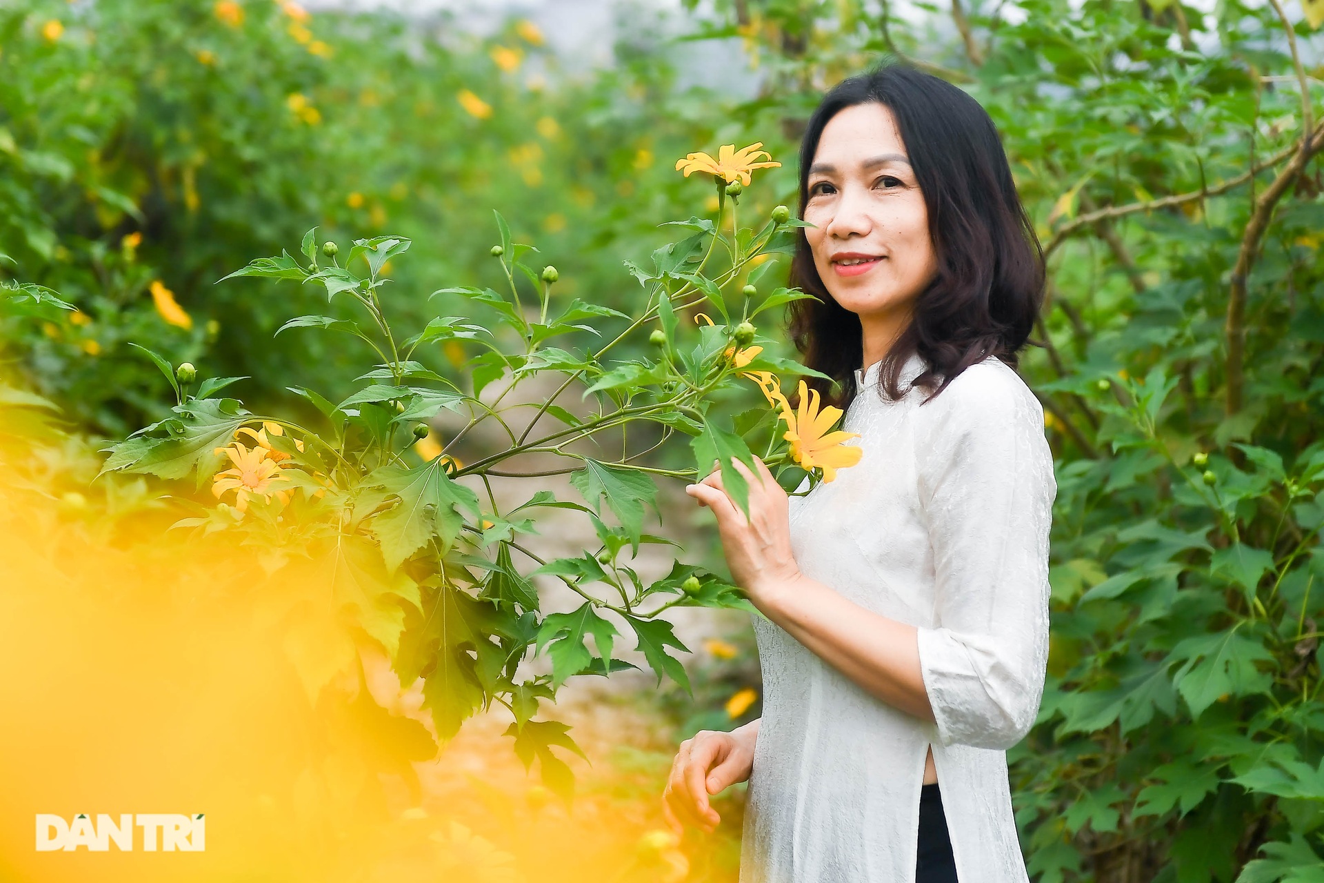 Ngắm loài hoa biểu tượng của Đà Lạt giữa lòng Hà Nội - 10