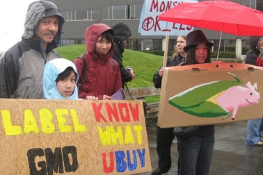 Thực phẩm biến đổi gen: Lợi thế nhãn tiền, nguy cơ lâu dài