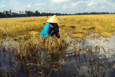 Hàng ngàn hecta lúa bị ngập do mưa lớn