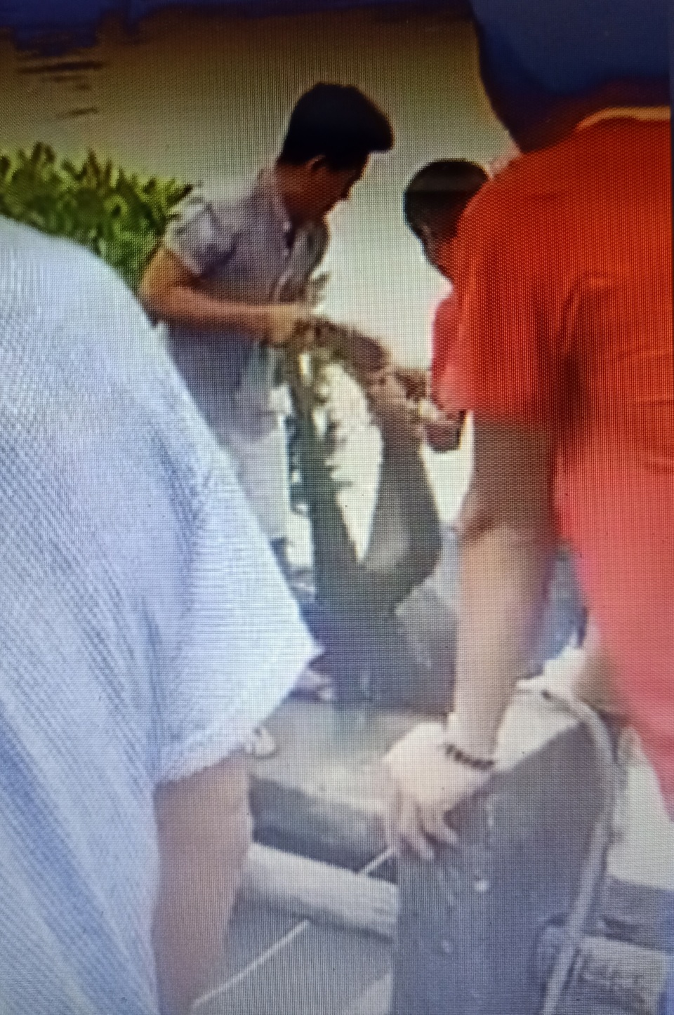 Cá sấu nặng hơn 10kg bất ngờ xuất hiện trong vuông tôm - 1 Cá sấu nặng hơn 10kg bất ngờ xuất hiện trong vuông tôm - 1