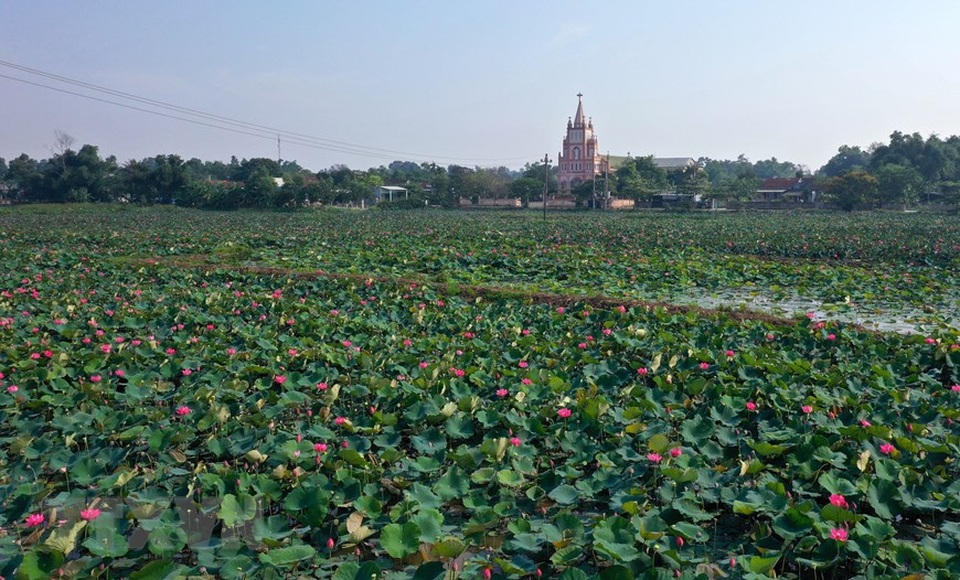 Sen hồng bung sắc giữa những làng quê đầy nắng và gió - 6 Sen hồng bung sắc giữa những làng quê đầy nắng và gió - 6
