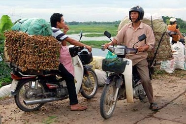 Mất mùa nhãn Hưng Yên, nhãn Thái “đổ bộ”