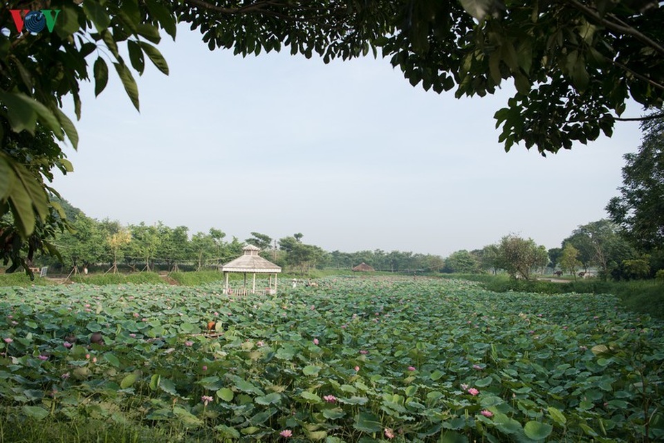 Đẹp nao lòng mùa sen tháng 6 Hà Nội - 1 Đẹp nao lòng mùa sen tháng 6 Hà Nội - 1