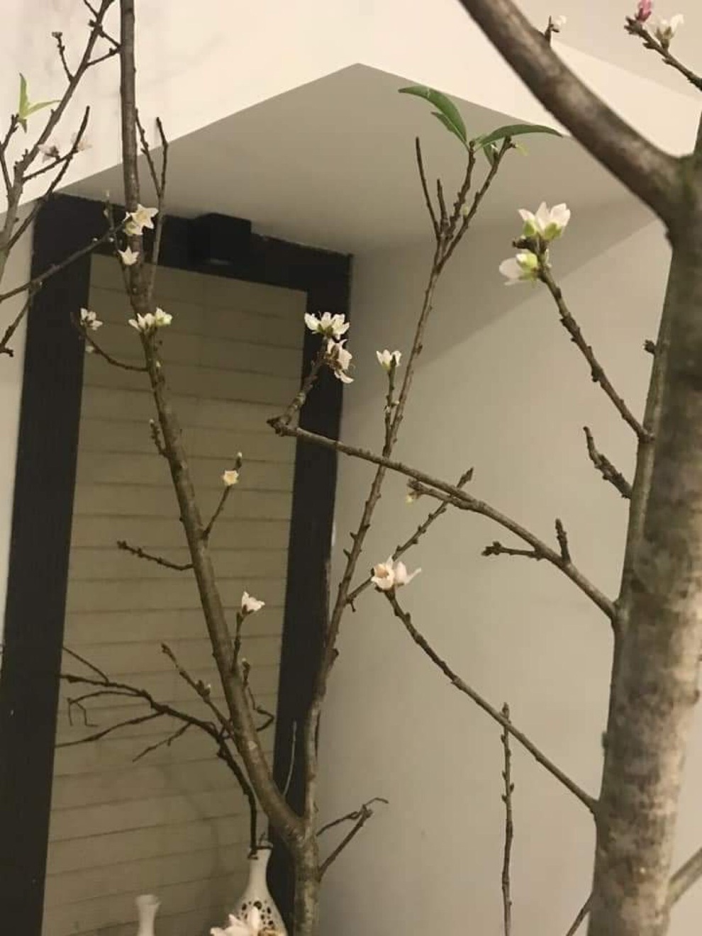 Không khí lạnh về, nhiều người đua nhau săn đón đào nở sớm - 4 Không khí lạnh về, nhiều người đua nhau săn đón đào nở sớm - 4