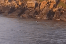 Cá voi xuất hiện tại biển Đắk Lắk