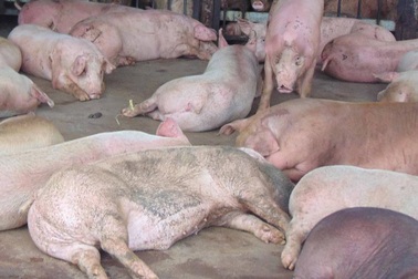 Thêm một vụ đầu độc cộng đồng bằng heo "an thần"
