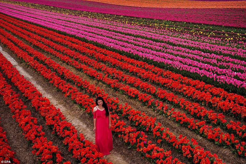 Mãn nhãn với cánh đồng hoa tulip rực rỡ sắc màu - 6 Mãn nhãn với cánh đồng hoa tulip rực rỡ sắc màu - 6