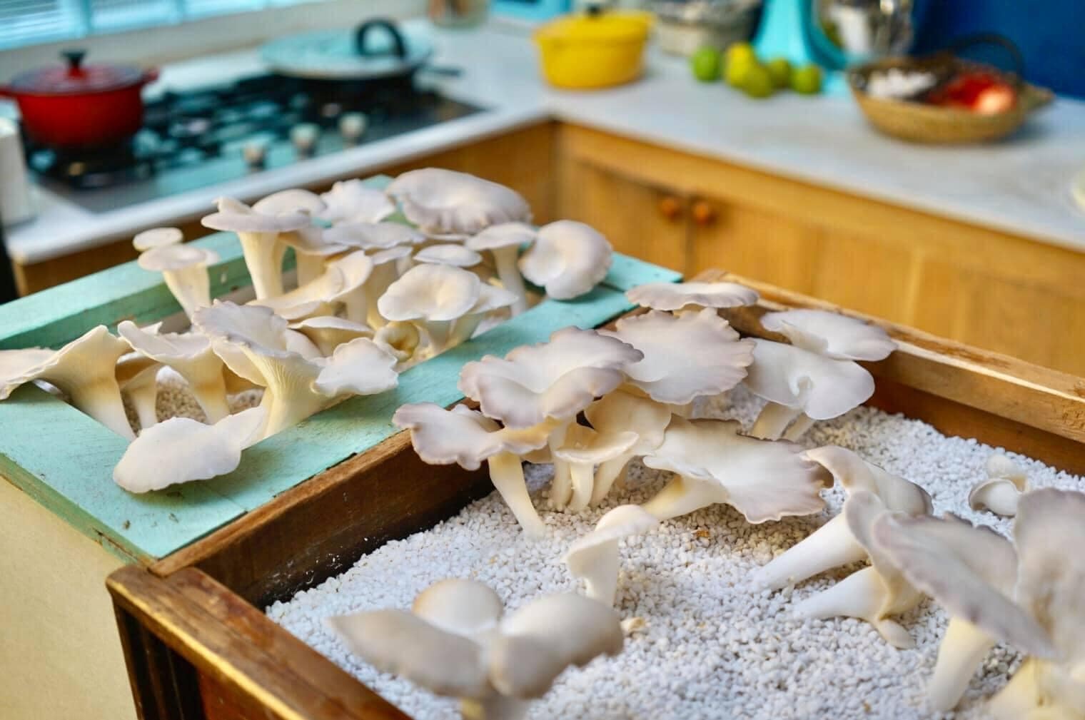 Trải nghiệm trồng nấm tại nhà của vợ chồng blogger: Tốn kém nhưng rất vui - 1 Trải nghiệm trồng nấm tại nhà của vợ chồng blogger: Tốn kém nhưng rất vui - 1